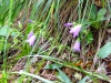 dscf6050