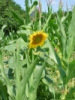 imgp0481