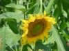 imgp0482