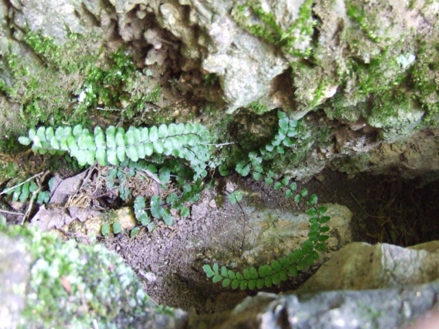 dscf0240