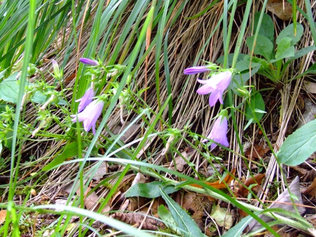 dscf6050