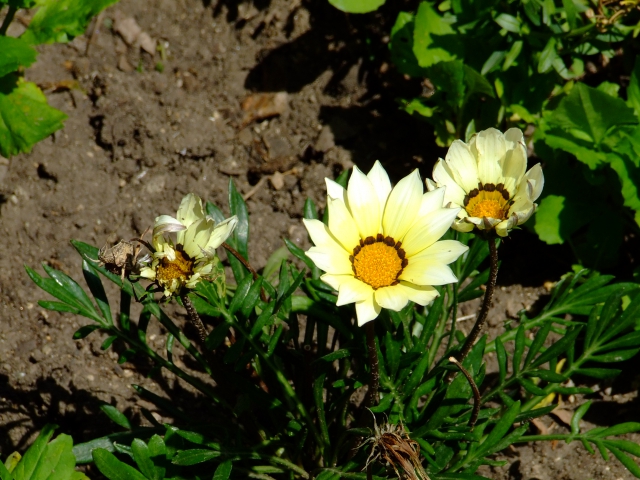 dscf6094