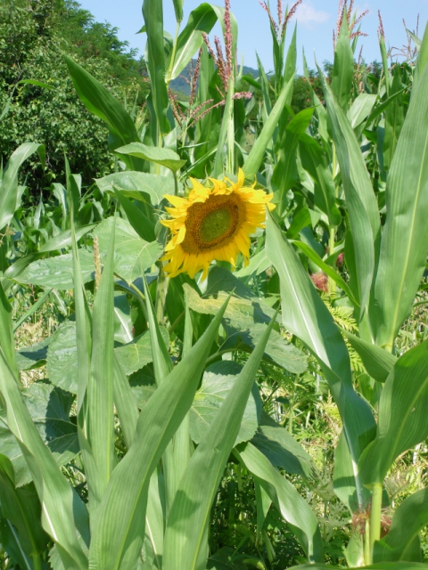 imgp0481