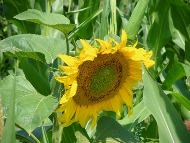 imgp0482