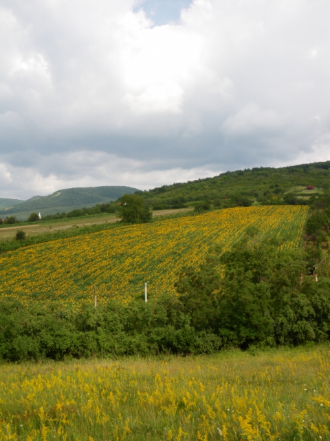 imgp0526