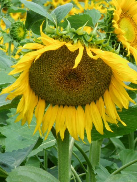 imgp0528